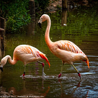 Buy canvas prints of Flamingos  by Jane Metters