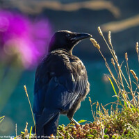 Buy canvas prints of A Crow in the Sun by Jane Metters