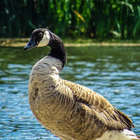 Buy canvas prints of Goose by the Lake by Jane Metters