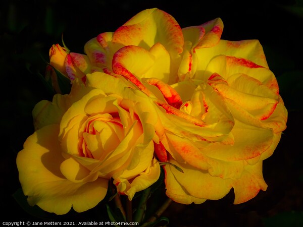 Yellow Roses Picture Board by Jane Metters
