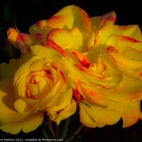 Buy canvas prints of Yellow Roses by Jane Metters