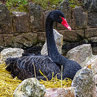 Buy canvas prints of Black Swan Nesting by Jane Metters