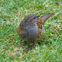 Buy canvas prints of Dunnock on the Grass by Jane Metters