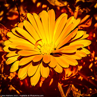 Buy canvas prints of Marigold by Jane Metters