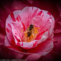 Buy canvas prints of Surrounded by Petals  by Jane Metters