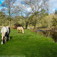 Buy canvas prints of Horses Grazing  by Jane Metters