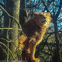 Buy canvas prints of Lion up a Tree by Jane Metters