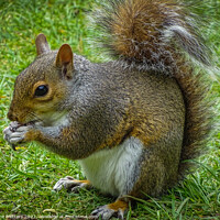 Buy canvas prints of Grey Squirrel  by Jane Metters