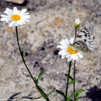 Buy canvas prints of Butterfly on Daisy by Megan Winder