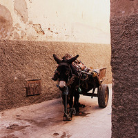 Buy canvas prints of A Donkey in the Shade in Morocco by Megan Winder