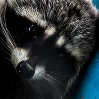 Buy canvas prints of Close Up Of Raccoon on Blue I by Chris Hill
