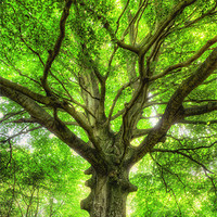 Buy canvas prints of Tree of Life by Michael Baldwin