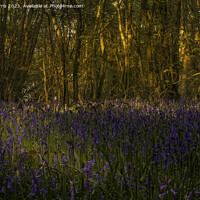 Buy canvas prints of Amidst the Bluebells at Everdon Stubbs by Avril Harris