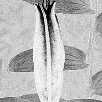 Buy canvas prints of Black and White Lily Bud by Avril Harris