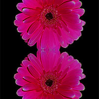Buy canvas prints of Hot Pink Gerbera by Avril Harris
