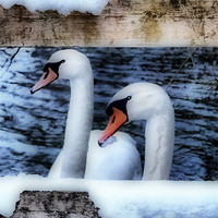 Buy canvas prints of Two swans in the snow by Avril Harris