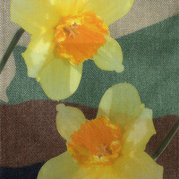 Buy canvas prints of Bi Colour Daffodils by Avril Harris