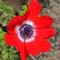 Buy canvas prints of Vivid Red Anemone flower by Avril Harris