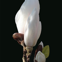 Buy canvas prints of Budding magnolia by Avril Harris