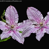 Buy canvas prints of Pink and White Clematis by Avril Harris