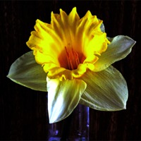 Buy canvas prints of Daffodil in the dark by Avril Harris