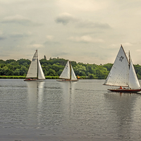 Buy canvas prints of Sailing on Wroxham Broad. by Avril Harris