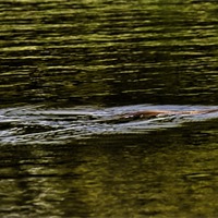 Buy canvas prints of Norfolk Broads swimming snake by Avril Harris