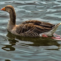 Buy canvas prints of Greylag goose by Avril Harris