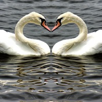 Buy canvas prints of Mute Swan Heart by Avril Harris