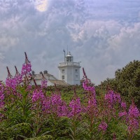 Buy canvas prints of Purple flowers with Cromer lighthouse by Avril Harris