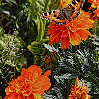 Buy canvas prints of Tortoiseshell Butterfly on a Marigold by Avril Harris