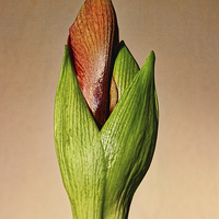 Buy canvas prints of Amaryllis Bud by Avril Harris