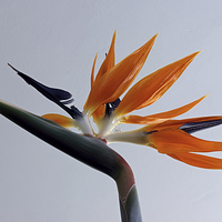 Buy canvas prints of The bird of paradise flower by Avril Harris