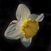 Buy canvas prints of Sunlight Daffodil by Avril Harris