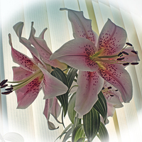 Buy canvas prints of Muscadet Lily by Avril Harris