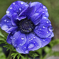 Buy canvas prints of Anemone with raindroplets by Avril Harris