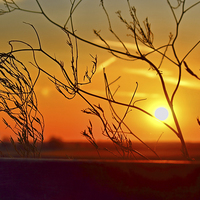 Buy canvas prints of  Sunset through the bushes by Avril Harris