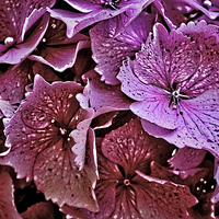 Buy canvas prints of  Pink Hydrangea by Avril Harris