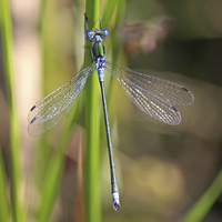 Buy canvas prints of The Emerald Damselfly by Avril Harris