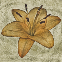 Buy canvas prints of  Textured lily by Avril Harris