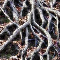 Buy canvas prints of  Meandering tree roots by Avril Harris