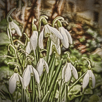Buy canvas prints of  Snowdrops by Avril Harris