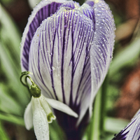 Buy canvas prints of  crocus snowdrop and water droplets by Avril Harris