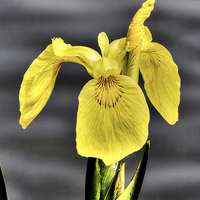 Buy canvas prints of  Yellow Flag by Avril Harris