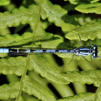 Buy canvas prints of  Damselfly by Avril Harris