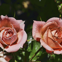 Buy canvas prints of  Peach patio roses by Avril Harris