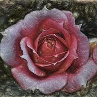 Buy canvas prints of  Peach rose art by Avril Harris