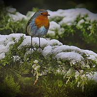 Buy canvas prints of Winter Robin by Avril Harris
