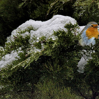 Buy canvas prints of Robin in the winter by Avril Harris