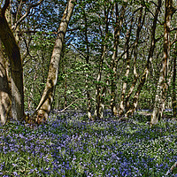 Buy canvas prints of Bluebells in the woods by Avril Harris